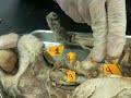 WLU Cat Dissection (Organs, Part 1)