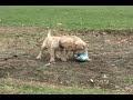 lab puppies play tug of war