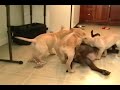 Lab puppies play tug of war