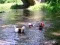 Coda and Dais swim with Madeleine