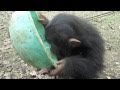 Adorable Baby Chimpanzees Playing