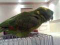 videos de BIG YELLOW NAPE