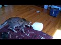Hawkeye playing with a gallon jug
