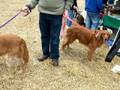 Dog Riot