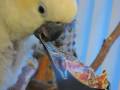 videos de Pizza (ad) eating cockatoo