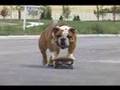 DHTV Skateboarding Bulldog
