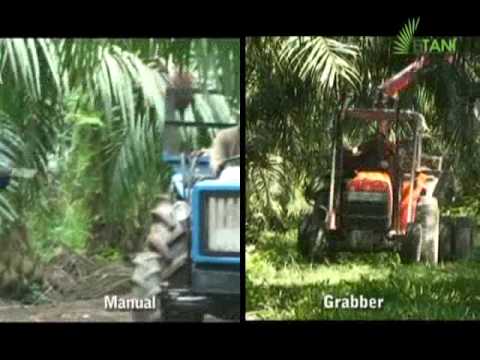 how to harvest date palm fruit