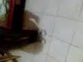 videos de bailando electro yoo
