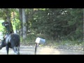 Moose attacks mailbox