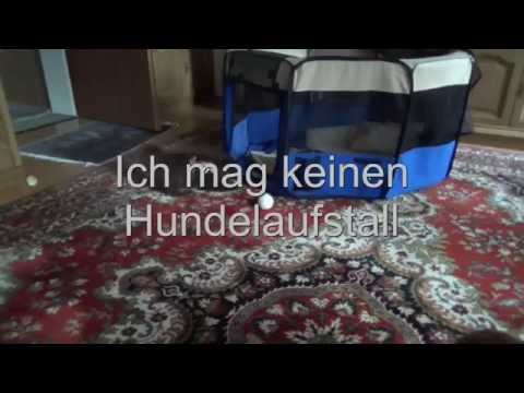 Laufstall für Hunde - nichts für mich