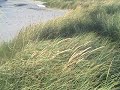 The Way of the Wind