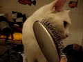 my cat mia loves brushing! funny! my cat mia loves brushing! funny!