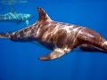 Playfull dolphins