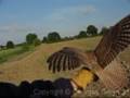 Baguage d'un Faucon crécerelle - Falco tinnunculus.