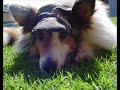 The Sheltie Evolution