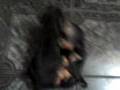 videos de Teckel - A Grande Luta Livre Final Round