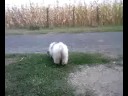 Coton de Tulear : Bunny-Hunter Little Pricess Charlotte
