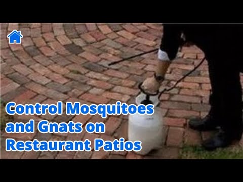 how to eliminate gnats outdoors