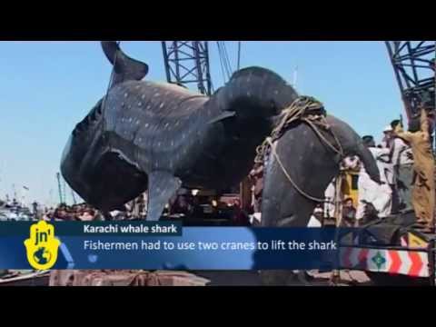 Massive Whale Shark killed by Pakistan: Fishermen brought the whale shark to Karachi Fish Harbour Massive Whale Shark killed by Pakistan: Fishermen brought the whale shark to Karachi Fish Harbour