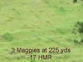 .17 HMR Shooting Magpies
