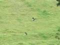 .17 HMR Shooting Magpies