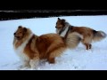 Questa en Rocky van Bianca in de sneeuw