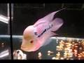 Flowerhorn: Emoy - Thai ZZ