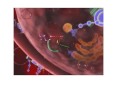 Grupos de fármacos: Inhibidores de la proteasa