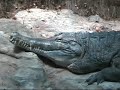 Bronx Zoo