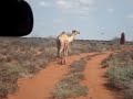 Somaliland 2007 - Miyi