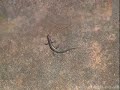 Footage from a trip through the Northern Territory, over to the Daintree Rainforest and finishing in Sydney.  Slight mish mash of clips due to how I discovered them in my archives.Mozart soundtrack from musopen.com.