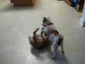 Milana's New Puppies - The New Bliss in My Life