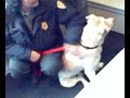 Adopt a Pet Wednesday Adopt a Pet Wednesday