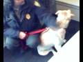 Adopt a Pet Wednesday