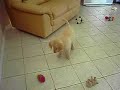 brinkley the golden retreiver puppy