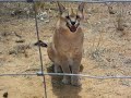Harnas Highlights Namibia (Nov07) Caracals