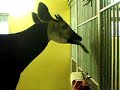 Long Tongue of Okapi Long Tongue of Okapi