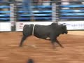 Bucking Bulls 4