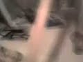 cani da caccia cani da caccia