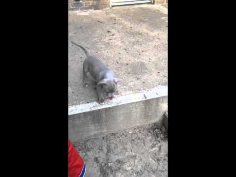 Adorable blue fawn pit bull puppy for sale