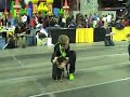 DogZworth: Flyball at the Big O - au Stade! Nov 2007