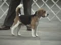 beagle 15 inch Ch Torquay Central Station beagle 15 inch Ch Torquay Central Station