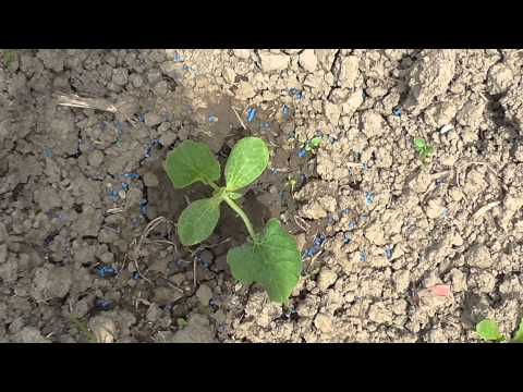 how to transplant pumpkin seedlings