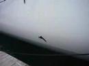 damaged SPEEDBOAT damaged SPEEDBOAT