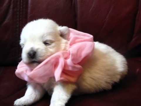 AKC registered West Highland Terrier Pink Satin Girl