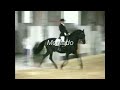 yeguada valle atila lvi torrelavega