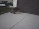 acid drop/caveman to tail break acid drop/caveman to tail break