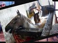 Horse slaughter