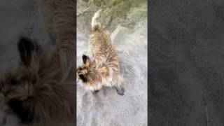 Dogs just want to have fun...