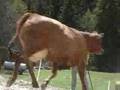 Les Vaches